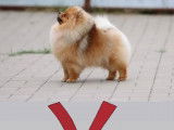 Chiots Spitz Nains de lignées de champions à vendre