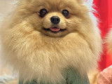 Chiots Spitz Nains de lignées de champions à vendre