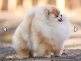 Chiots Spitz Nains de lignées de champions à vendre