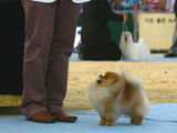 Chiots Spitz Nains de lignées de champions à vendre