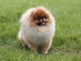Chiots Spitz Nains de lignées de champions à vendre