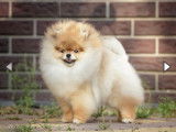 Chiots Spitz Nains de lignées de champions à vendre