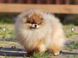 Chiots Spitz Nains de lignées de champions à vendre