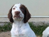 Chiots Springer Spaniel LOF à réserver
