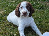 Chiots Springer Spaniel LOF à réserver