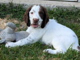 Chiots Springer Spaniel LOF à réserver