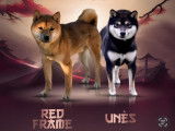 Chiots Mame Shiba à vendre
