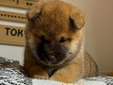 Chiots Mame Shiba à vendre