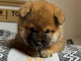 Chiots Mame Shiba à vendre