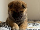 Chiots Mame Shiba à vendre