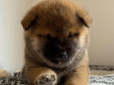 Chiots Mame Shiba à vendre