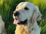 Mâle Golden Retriever de 5 ans disponible pour saillie