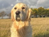Mâle Golden Retriever de 5 ans disponible pour saillie