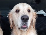 Mâle Golden Retriever de 5 ans disponible pour saillie