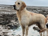 Mâle Golden Retriever de 5 ans disponible pour saillie