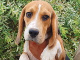 Mâles Beagle disponibles à la vente