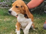 Mâles Beagle disponibles à la vente