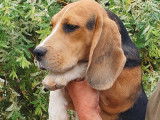 Mâles Beagle disponibles à la vente