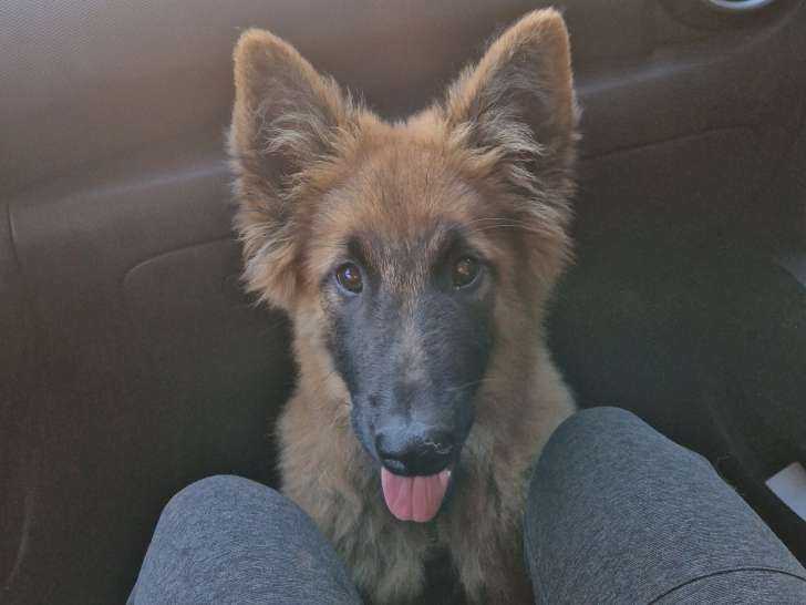 Chiots Berger Belge Tervueren LOF à vendre