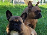 1 chiot Bouledogue Fran&ccedil;ais femelle LOF disponible &agrave; la vente