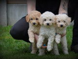 Chiots Caniche nain à vendre