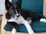 Chiot Border Collie à vendre