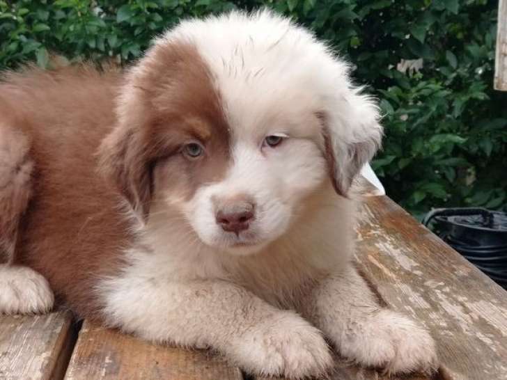 Un chiot mâle Berger Australien LOF à vendre