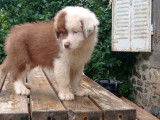 Un chiot m&acirc;le Berger Australien LOF &agrave; vendre