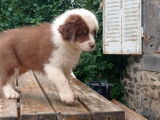 Un chiot m&acirc;le Berger Australien LOF &agrave; vendre