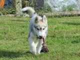 Disponible à la vente, un chiot mâle Husky de Sibérie LOF