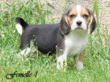 À réserver : 8 chiots Beagles LOF