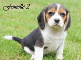 À réserver : 8 chiots Beagles LOF