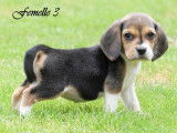 À réserver : 8 chiots Beagles LOF