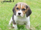 À réserver : 8 chiots Beagles LOF