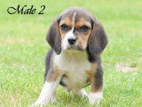 À réserver : 8 chiots Beagles LOF