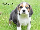 À réserver : 8 chiots Beagles LOF