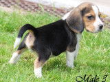 À réserver : 8 chiots Beagles LOF