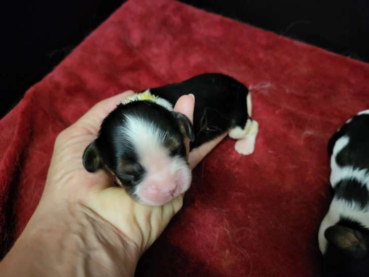 7 chiots Cavaliers King Charles LOF à réserver