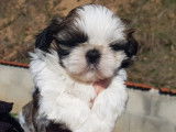 5 chiots Shih Tzu LOF à vendre