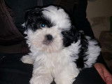 5 chiots Shih Tzu LOF à vendre
