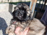 5 chiots Shih Tzu LOF à vendre