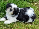 5 chiots Shih Tzu LOF à vendre