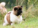 À réserver : 2 chiots femelles Akita Américains LOF