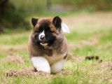 À réserver : 2 chiots femelles Akita Américains LOF