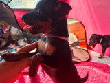 Chiots de race Pinscher Nain à vendre (4 femelles & 1 mâle)
