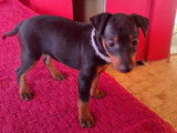 Chiots de race Pinscher Nain à vendre (4 femelles & 1 mâle)