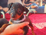 Chiots de race Pinscher Nain à vendre (4 femelles & 1 mâle)
