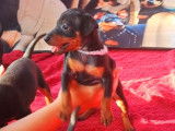 Chiots de race Pinscher Nain à vendre (4 femelles & 1 mâle)