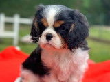 5 chiots Cavaliers King Charles LOF à réserver