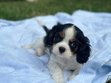 5 chiots Cavaliers King Charles LOF à réserver